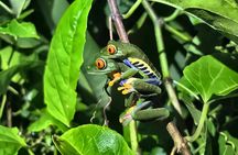 Tapir Valley Night Walk from Papagayo: Wildlife, Frogs and Dinner