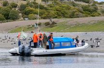 Penguin encounter on Martillo Island from Ushuaia