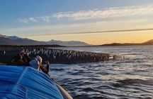 Penguin encounter on Martillo Island from Ushuaia