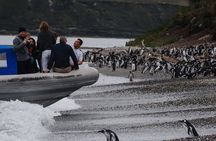 Penguin encounter on Martillo Island from Ushuaia