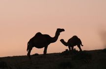 Agafay Desert Quad Bike, Camel Ride & Dinner Show from Marrakech