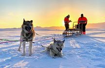 Year-Round Dogsledding Adventure Near Reykjavík Optional Transfer