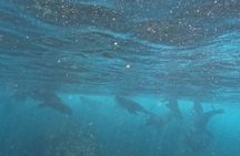 Full-Day Shared Ayangue Tour with Snorkeling from Guayaquil