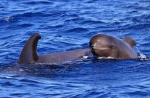 Whale Watching and Marine Science Tour