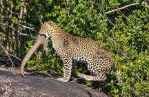 Special leopard & Elephants safari - Yala - 04.30 am to 11.30 am