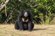 Evening Safari - Yala National Park with Janaka safari - 02.00 pm to 06.30 pm