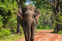Evening Safari - Yala National Park with Janaka safari - 02.00 pm to 06.30 pm