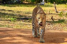 Evening Safari - Yala National Park with Janaka safari - 02.00 pm to 06.30 pm