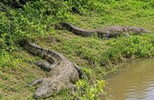 Bundala National Park Safari with Expert Driver