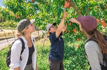 MOMONA Peach Farm Experience