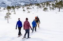 Snowshoeing - Winter Day Trip in Bodø, Northern Norway
