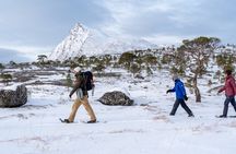 Snowshoeing - Winter Day Trip in Bodø, Northern Norway