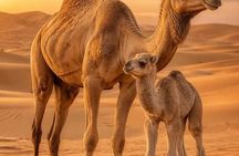 > Ride Drive Enjoy Camel & Quad Tours Asilah&Tanger& Morocco