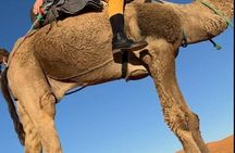 > Ride Drive Enjoy Camel & Quad Tours Asilah&Tanger& Morocco