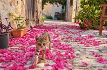 Troodos Mountains Villages: All Inclusive Food & Wine Day Tour