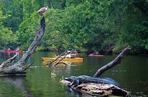 Orlando Alligator Experience