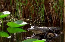 Orlando Alligator Experience