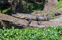 Orlando Alligator Experience