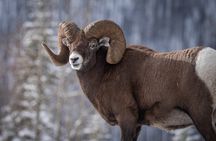 Banff Highlights & Wildlife | Award-Winning Small Group Tour
