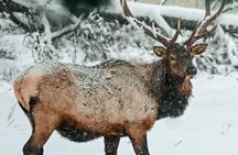 Banff Highlights and Wildlife Small Group Tour with Gondola
