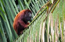 From Cuzco Tour to Manu National Park For 4 days