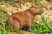 From Cuzco Tour to Manu National Park For 4 days