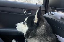 Yerevan: Wine, Husky Cuddles & the City Glowing at Your Feet