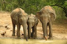 Full Day Safari Tour in Yala National Park