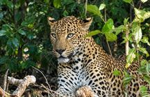 Special Yala safari from Hambanttota port Yala Nisha safari