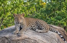 Special Yala safari from Hambanttota port Yala Nisha safari