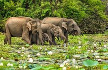 Special Yala safari from Hambanttota port Yala Nisha safari