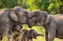 Special Yala safari from Hambanttota port Yala Nisha safari
