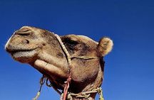 Wahiba Sands Sunset Safari: 4x4 Dune Bashing & Omani Hospitality