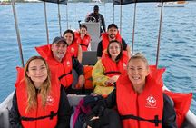 Bioluminescence Snorkeling and Boat Experience at Bocas del Toro