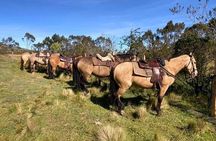 Cotopaxi Horseback Ride: El Pedregal Valley Day Tour from Quito