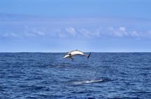 Swimming with Dolphins in New Zealand