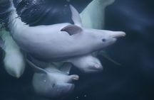 Dolphin Kayaking Adventure Tour in Australia