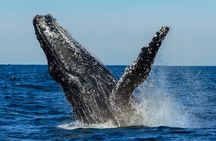 Whale Watching and Sydney Harbour Lunch Cruise