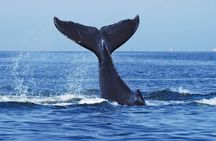 Whale Watching and Sydney Harbour Lunch Cruise