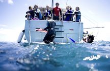 Dolphin and Seal Swim Tour in Australia