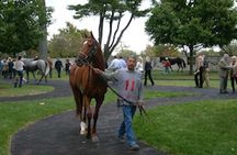 Horse Farm Tour of the Kentucky Bluegrass