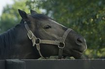 Horse Farm Tour of the Kentucky Bluegrass