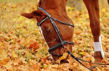 Horseback Riding outside of Houston