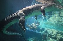 Cage of Death Experience in Australia