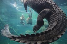 Cage of Death Experience in Australia