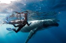 Ocean Wildlife Expedition; Swim With Whales, Sharks, & Rays Half-Day Boat Tour