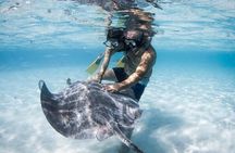 Ocean Wildlife Expedition; Swim With Whales, Sharks, & Rays Half-Day Boat Tour