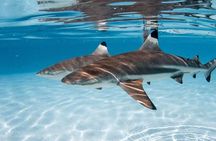 Ocean Wildlife Expedition; Swim With Whales, Sharks, & Rays Half-Day Boat Tour