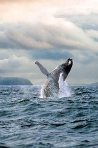 Newfoundland Puffin and Whale Watch Cruise