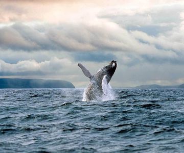 Newfoundland Puffin and Whale Watch Cruise
